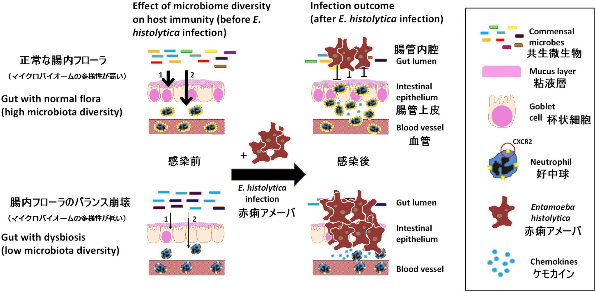 抗生物質の副作用ーマイクロバイオームへの悪影響で免疫力低下
