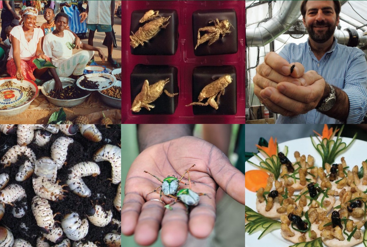 Edible Insects: Future Prospects For Food And Feed Security